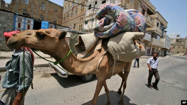 FILE - In this June 8, 2011 file photo, a Yemeni manas he leads his camel loaded with his belongings in Taiz, Yemen. Scientists say the mysterious MERS virus has been infecting camels in Saudi Arabia. 