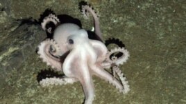 Sva živa bića na planeti imaju ugrađeni "biološki časovnik"