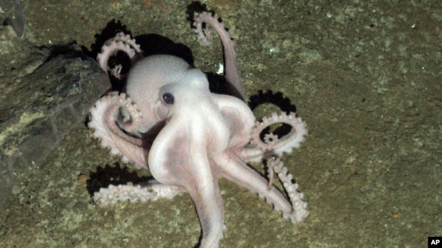 A pale octopus seen on the ocean floor at depth of more than 2,000 meters near Antactica.  (Photo: PLoS Biology Journal)