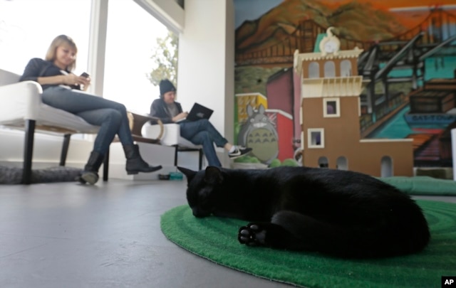 Một chú mèo ngủ trên thảm trong khi cô Donna Garrett (trái) và anh Adam Myatt (phải) kiểm tra email bên trong quán cà phê Cat Town Cafe ở Oakland.