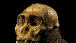 Skull of Australopith discovered in South Africa