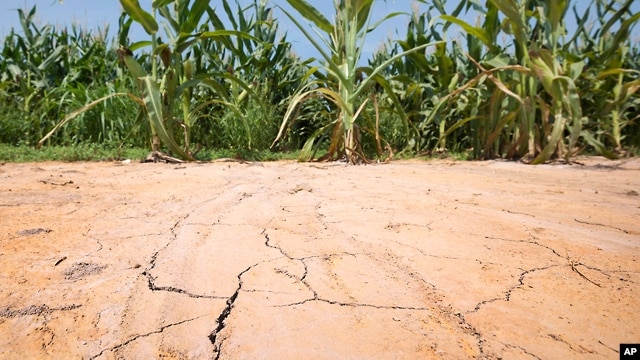 The ground is cracked at the edge of a corn field near England, Arkansas, where oppressive heat is affecting the crop.