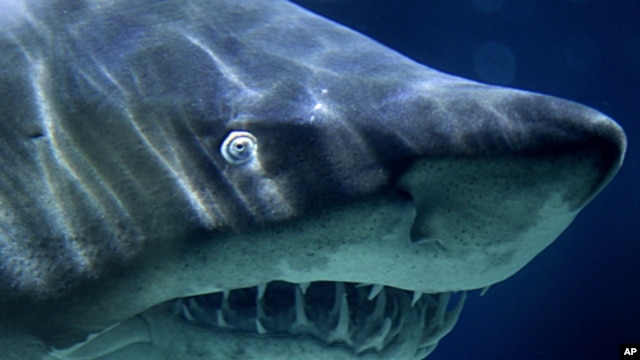 A Sand Tiger Shark swims in its aquarium, File November 9, 2010.