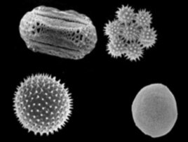 It's hard to believe something as small as a grain of pollen could cause so much misery. But in vast numbers, the effect can be overwhelming.