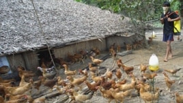 Avian influenza, caused by the H5N1 virus, is passed from infected birds to humans.