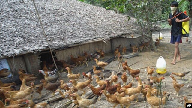 Campuchia đã gặp 30 trường hợp lây nhiễm virút H5N1, trong đó có 27 người thiệt mạng, kể từ vụ bùng phát dịch cúm gà trên thế giới vào năm 2003.