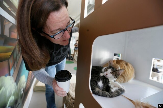 Cô Dawn Piper tiến sát tới những chú mèo ở quán Cat Town Cafe, Oakland.