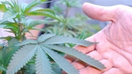 Marijuana 