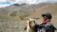 An Indian nomad inspects his Pashmina goat at Taglang La in the Ladakh region of Jammu and Kashmir.