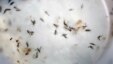 FILE - Aedes aegypti mosquitoes are seen in a mosquito cage at a laboratory in Cucuta, Colombia, Feb. 11, 2016.