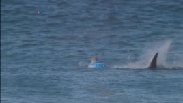 Peshkaqeni sulmon surfistin australian