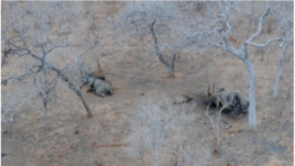 Elephant poaching in the Niassa Reserve, Mozambique. (Wildlife Conservation Society photo)