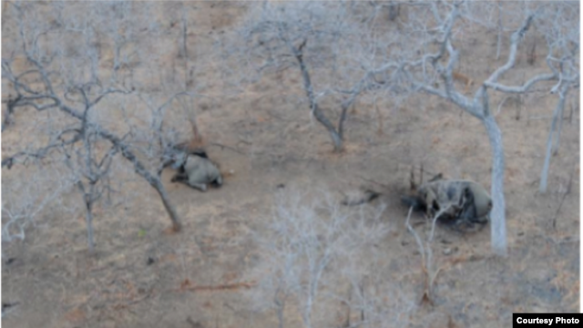 Elephant poaching in the Niassa Reserve, Mozambique. (Wildlife Conservation Society photo)