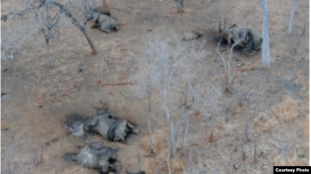 Elephant poaching in the Niassa Reserve, Mozambique. (Wildlife Conservation Society photo) 