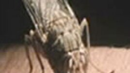 La mouche tse-tse, qui transmet la maladie du sommeil, contre laquelle un nouveau médicament a été développé