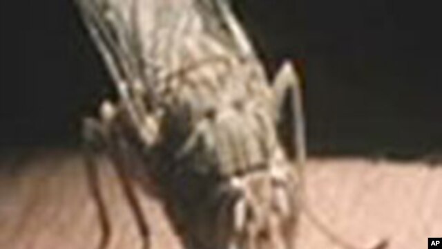 La mouche tse-tse, qui transmet la maladie du sommeil, contre laquelle un nouveau médicament a été développé