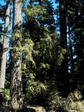This photo of a Pacific Yew tree was taken in Mt. Hood, Oregon.