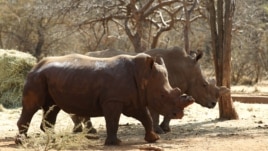 Saf / Rhino Horns
