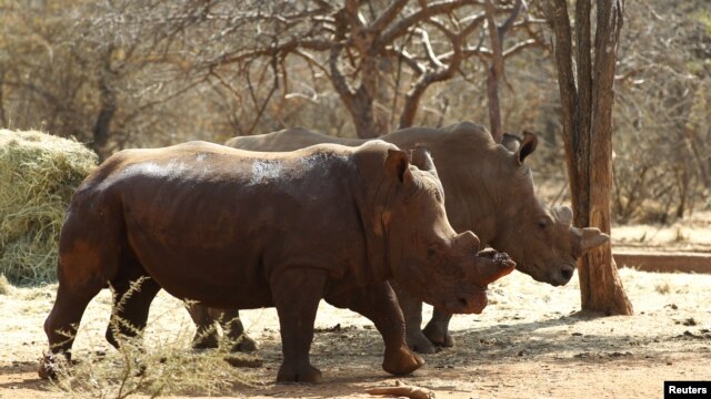 Saf / Rhino Horns