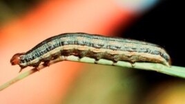 Armyworm larva