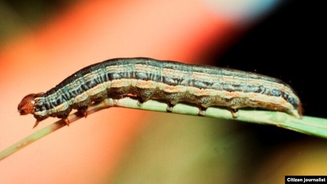Armyworm larva