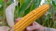 Bắp trồng từ hạt giống của công ty Monsanto trên một cánh đồng gần làng Badingen ở phía bắc Berlin, Đức. 