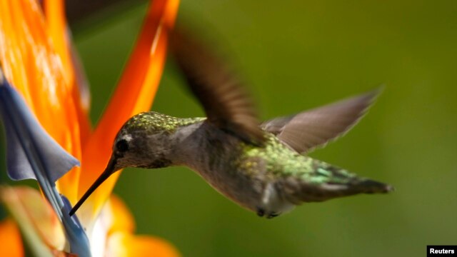 FILE - An Anna's Hummingbird (Calypte anna) feeds on a Bird of Paradise plant along a canyon in Encinitas, California, Sept. 12, 2007. 