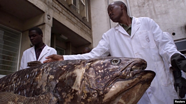 National Museum of Kenya researchers with Coelacanth caught by fishermen in Malindi, November 2001.