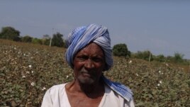 A smallholder farmer in his Bt cotton field in southern India. A new study shows Bt technology contributes to higher crop yields and profits. (Matin Qaim)
