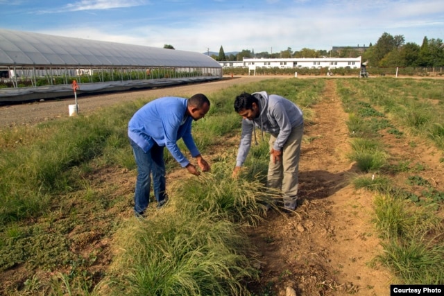 Graduate students examine teff grass at the Nevada Agriculture Experiment Station at the University of Nevada-Reno. The research team is also working on genetic and agronomic field crop and soil management approaches to make the stems less prone to breaking. (Credit: Whip Villarreal)