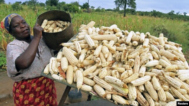 A subsistence farmer stacks her crop of maize in Chivi, southeast of the capital Harare, Zimbabwe, April 1, 2012. 