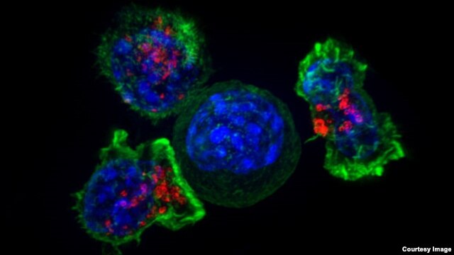 Các tế bào T bao quanh tế bào ung thư. (NIH)