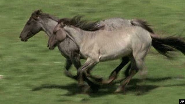 Critics Protest Capture of Wild Horses