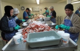 Employees, many from Laos and Thailand, crack crab shells for up to 12 hours a day in Bayou La Batre, Alabama.