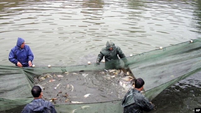 The growth in farmed fish has significantly outpaced growth in world population China supplying 61.5% of the global market.