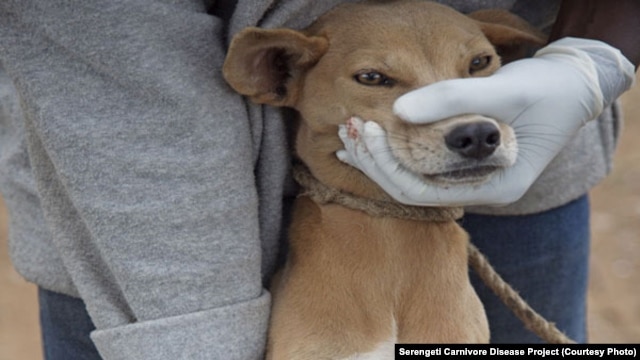 A dog's muzzle is held shut by a volunteer as the animal is vaccinated against rabies in Tanzania. (Courtesy/Serengeti Carnivore Disease Project)