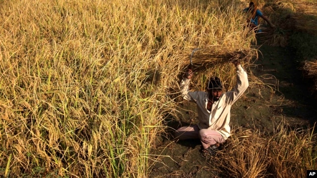 An Indian farmer harvests rice crop in a field on the outskirts of Jammu, India, October 30, 2012.