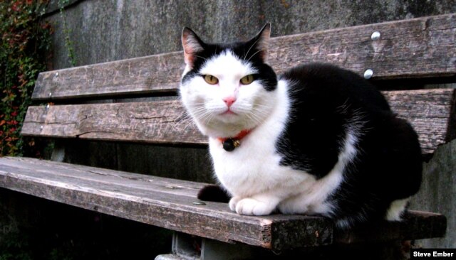 A large black and white cat in the Swiss village of Andeer thinks about sharing her bench with a visiting photographer