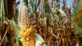 Corn plants struggle to survive in drought-stricken farm fields in Ferdinand, Indiana.