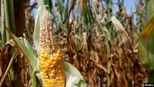 Corn plants struggle to survive in drought-stricken farm fields in Ferdinand, Indiana.