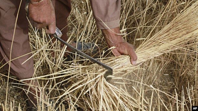 An Afghan farmer reaps wheat on his farmland on the outskirts of Kabul, June 28, 2011