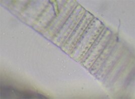 Deep sea sediment cores confirm that the tiny species of plankton called Neodenticula seminae hasn’t been seen in the Atlantic Ocean in 800,000 years.