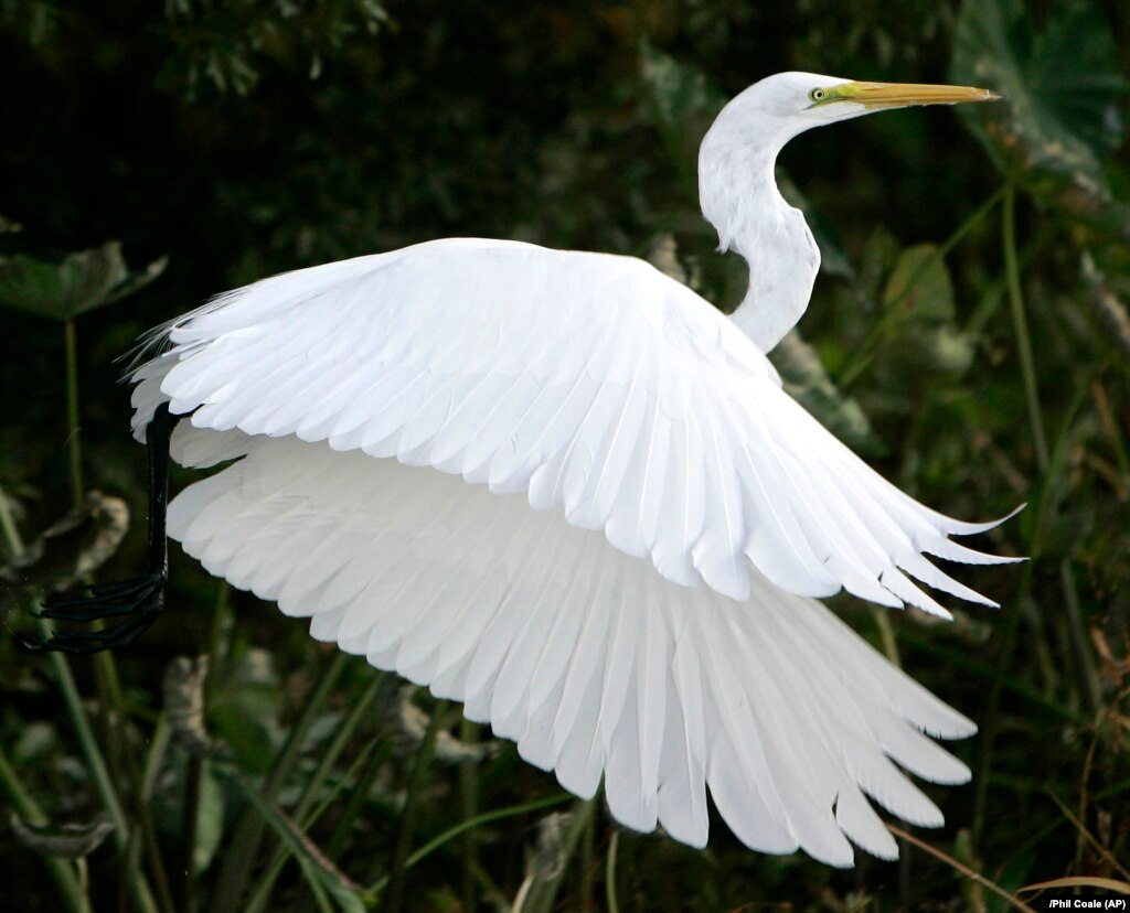 Sarah orne jewett a white heron