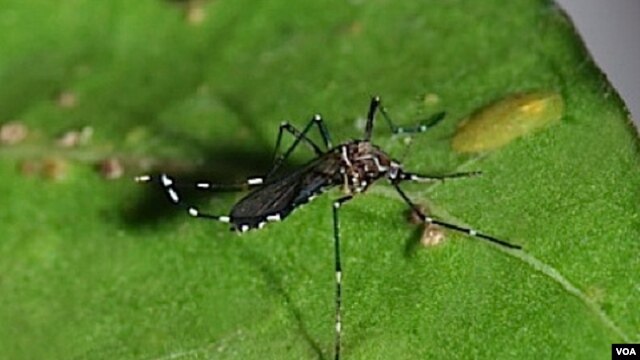 Nyamuk Aedes aegypti, penular virus demam berdarah (Foto: dok). Wabah penyakit ini tengah merebak di Peru dan menewaskan enam orang dan menulari 1.800 orang lainnya.