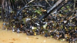 Oil coats the plants along the banks of many of the Niger Delta waterways.  Locals say they catch roughly 80 percent less fish than they did five years ago. (Heather Murdock for VOA)