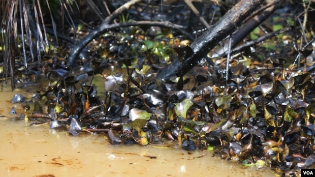 Oil coats the plants along the banks of many of the Niger Delta waterways.  Locals say they catch roughly 80 percent less fish than they did five years ago. (Heather Murdock for VOA)