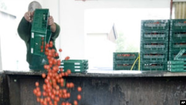 An employee of "Werder Frucht" vegetables company throws away tomatoes in Werder, eastern Germany, June 7, 2011