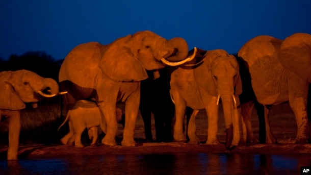 Elephants gather at the end of the day to drink at a watering hole in Tsavo East National Park, Kenya.