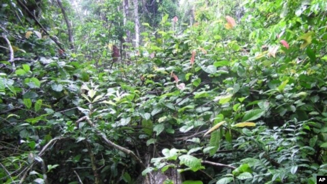 Nearly all vegetation on top of the fallen tree is from the liana Coccoloba parimensis, which can rapidly produce new stems to colonize the forest.