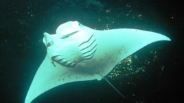 A female manta ray swims off shore Keauhou Bay, Hawaii (file photo).